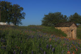 Bluebonnets Independence 2012