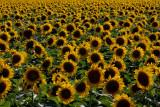 Ferris TX Sunflowers
