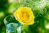 Rose jaune / Yellow Rose