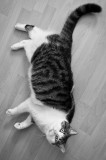Sans souci / Taking It Easy