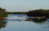 Birds feed on the tidal flat