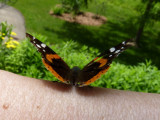 Red admiral on arm - Fitchburg, WI - 2010-06-11