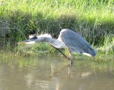 Great blue heron scratching neck - McKee Park, Fitchburg, WI - 2010-09-15