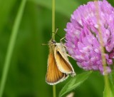 European skipper - Cherokee Marsh, Madison, WI - June 24, 2011 