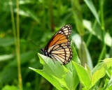 Viceroy  - Cherokee Marsh - Madison, WI - June 19, 2010 