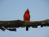 The cardinal in the wind - GALLERY