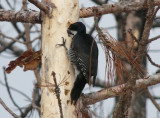 Black-backed woodpecker - near Winnipeg, Manitoba, Canada - March 2009