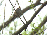 White-throated sparrow - near Washburn, WI - May 20,  2011