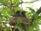 Robin babies in nest - Fitchburg, WI - August 12,  2011 