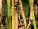 Canada darner dragonfly - McKee Park, Fitchburg, October 3, 2011 