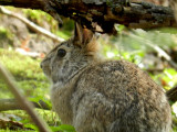 Rabbit - Strickers Pond, Middleton, WI - April 2, 2012