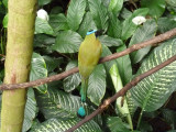 Blue crowned motmot - March 28, 2012
