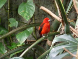 Brazilian tanager - March 28, 2012