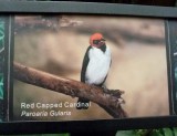 Red capped cardinal - March 28, 2012 