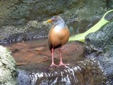 Grey necked wood rail - March 28, 2012 