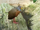 Grey necked wood rail - March 28, 2012 