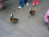 White faced whistling ducks - no fear of humans - March 28, 2012 