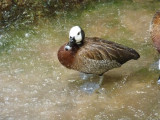 White faced whistling duck - March 28, 2012 