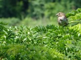 Sparrow - Tiedemann Pond, Middleton, WI - June 29, 2012