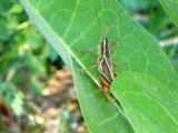Grasshopper - Blue River Sand Barrens State Natural Area, WI - June 29,  2012