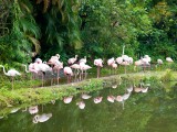 Go flamingo go