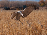  5 Crane Landing