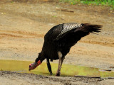 A Drink Of Wild Turkey 