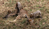 CheetahMotherCubsAfterCA.jpg