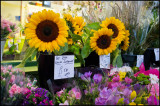 DSCF0498.jpg