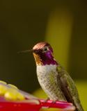 _DSC1663v2.jpg