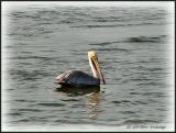 Inlet Pelican