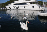DSC_7226.jpg