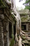 Ta Prohm