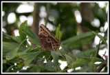 Brown Butterfly