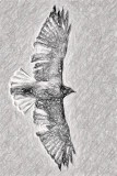 Sketch of a Hawk