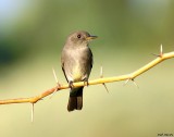 Western Wood Peewee