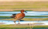 Cinnamon Teal