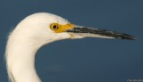 Snowy Egret portrait