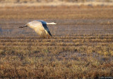 Sandhill Crane