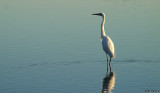 Great Egret