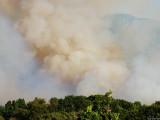 Wildfire