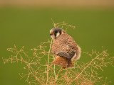 American Kestrel