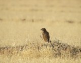 Northern Harrier