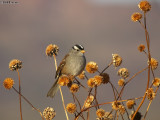 southwestern_usa_birds