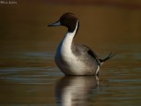 Northern Pintail