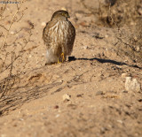 Coopers Hawk