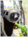 Madagascar IMG_1181 Mahajanga Grotto Waterfall Lemur 20120816