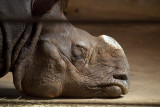 Sleepy Indian Rhino.