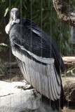 Andean Condor.