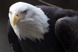 Bald Eagle close-up.
